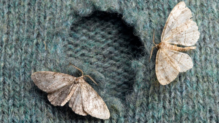 How To Protect Cashmere Scarves From Moths