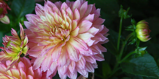 Chrysanthemum