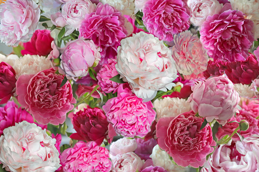 Peonies